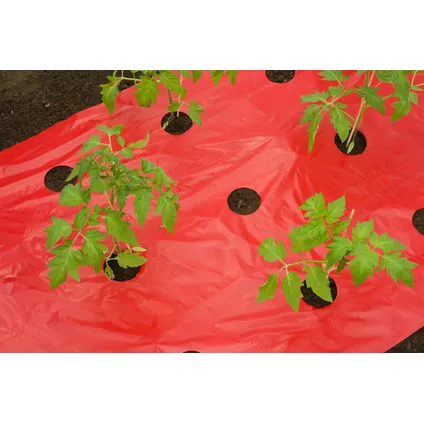 Nature mulch-/kweekfolie voor tomaten - LDPE/LLDPE, rood, 25µ, met perforatiegaten : 20xØ80 mm - 0,95 x 5m
 4