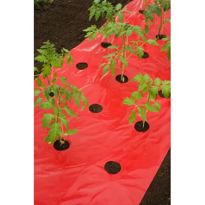 Nature mulch-/kweekfolie voor tomaten - LDPE/LLDPE, rood, 25µ, met perforatiegaten : 20xØ80 mm - 0,95 x 5m
 5