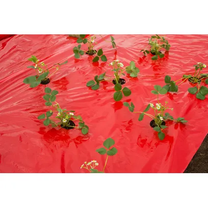 Nature mulch-/kweekfolie voor aardbeien - LDPE/LLDPE rood, 25µ, met perforatiegaten + microgeperforeerd : 40xØ60 mm - 0,95 x 5m 3