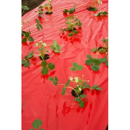 Nature mulch-/kweekfolie voor aardbeien - LDPE/LLDPE rood, 25µ, met perforatiegaten + microgeperforeerd : 40xØ60 mm - 0,95 x 5m 5