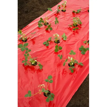 Nature mulch-/kweekfolie voor aardbeien - LDPE/LLDPE rood, 25µ, met perforatiegaten + microgeperforeerd : 40xØ60 mm - 0,95 x 5m 6