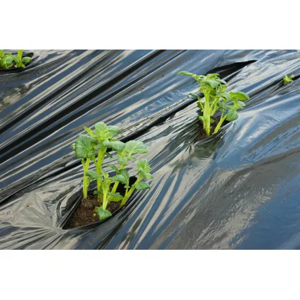 Nature mulch-/kweekfolie voor aardappelen en witloof - LDPE/LLDPE met 25 voorgeperforeerde sleuven - 0,95 x 10m 3