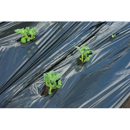 Nature mulch-/kweekfolie voor aardappelen en witloof - LDPE/LLDPE met 25 voorgeperforeerde sleuven - 0,95 x 10m 4