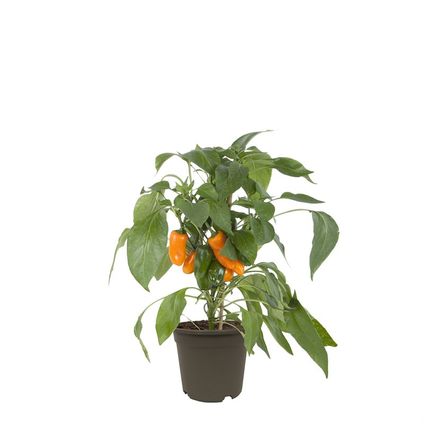 Oranje paprika potmaat 14cm h 37cm