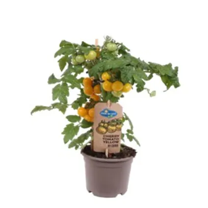 Pick&Joy® Cherry tomaat geel ⌀14cm - ↕37cm 2