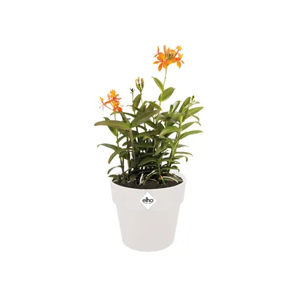 Pot de fleurs Elho b.for original rond Ø18cm blanc 3