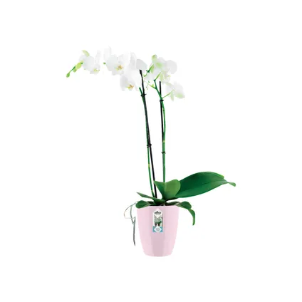 Elho bloempot brussels orchidee h16cm zacht roze 5