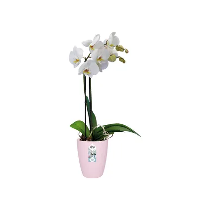 Elho bloempot brussels orchidee h15cm zacht roze 5
