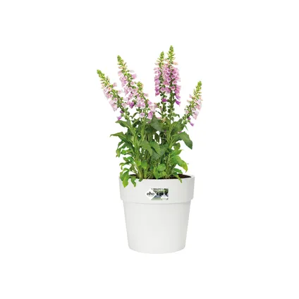 Pot de fleurs Elho vibia straight rond Ø40cm blanc 3