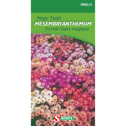 Ficoide tapis magique Somers 'Mesembryanthemum'