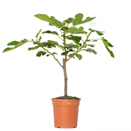 elegant optellen enthousiasme Ficus Carica - Vijgenboom - ⌀17 cm - ↕60-70 cm