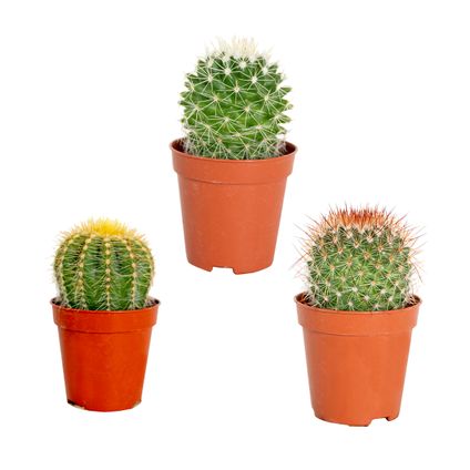 3x Cactus Mix – ⌀5,5 cm –↕5-10 cm