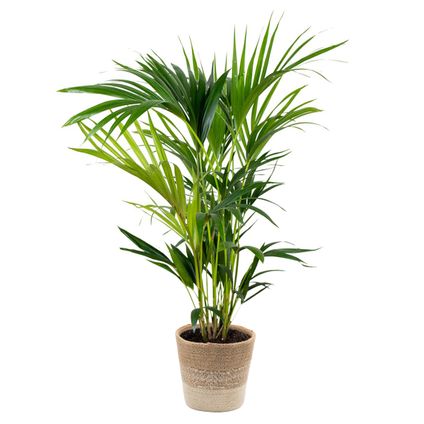 Kentia palm Incl. Jute Mand - ⌀19 cm - ↕90-100 cm