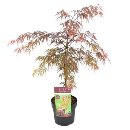 Acer palmatum 'Garnet’ – Japanse Esdoorn –  ⌀19 cm - ↕50-60 cm