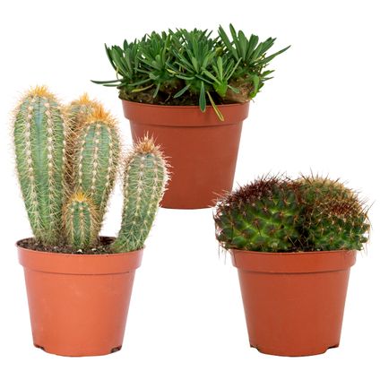 3x Cactus Mix – Succulent – ⌀8,5 cm –↕10-15 cm