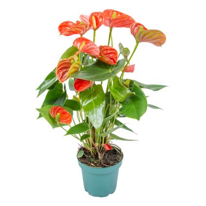 Anthurium 'Aristo' Oranje – Flamingoplant ⌀14 cm - ↕45-55 cm
