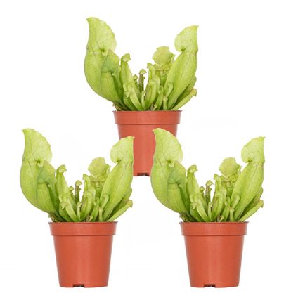 3x Sarracenia – Vleesetende plant –⌀6 cm–↕05-10cm