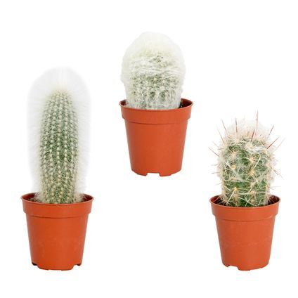 3x Cactus Mix – Succulent – ⌀5,5 cm –↕5-10 cm