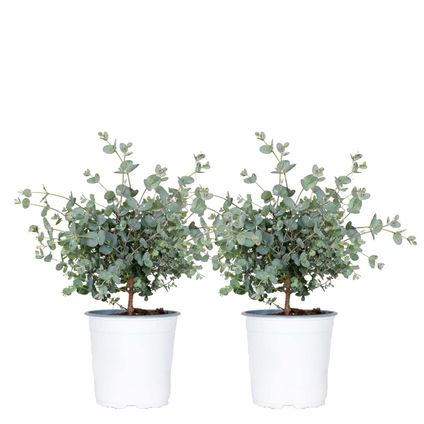 2x Eucalyptus gunnii - Gomboom - ⌀14 cm - ↕25-35 cm