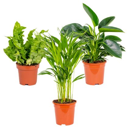 3x Groene Kamerplanten Mix – ⌀17 cm - ↕35-65 cm
