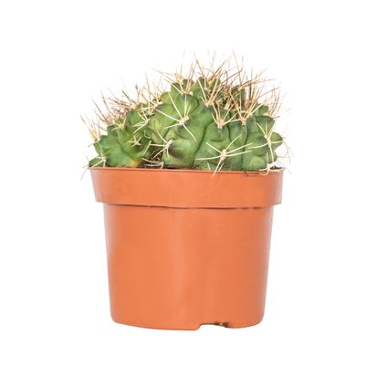 Cactus Gymnocalicium – Succulent – ⌀12 cm –↕15-20 cm