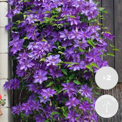 2x Clematis The President – Paarse Bosrank – ⌀15 cm - ↕60-70 cm