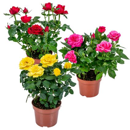 3x Mélange de roses en pot  - Terrasse et plante d'intérieur - ⌀12cm - ↕20-30cm