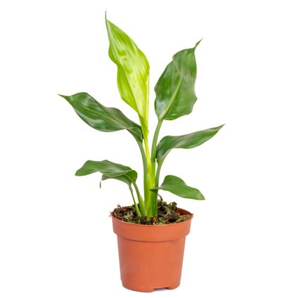 Strelitzia Reginae - Paradijsvogelplant - ⌀12 cm - ↕30-40 cm