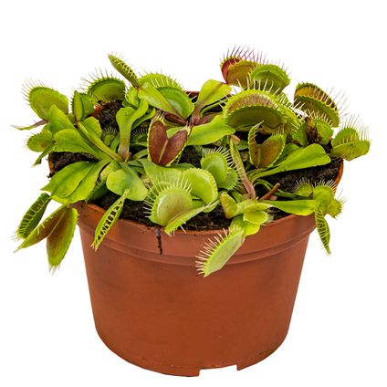 Dionaea Muscipula – Vleesetende plant - ⌀12 cm – ↕10-15 cm