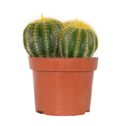 Cactus Eriocactus – Succulent – ⌀12 cm –↕15-20 cm