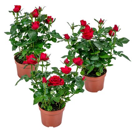 3x Pot Rose Rouge - Rosa - Plante d'intérieur & terrasse - ⌀12cm– ↕20-30cm