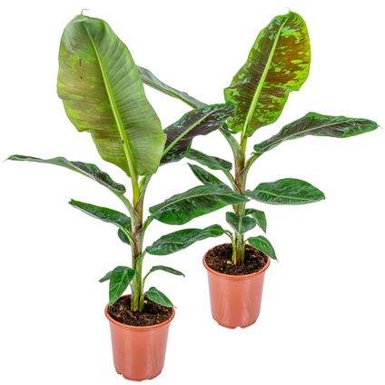 2x Musa Cavendish - Bananenplant - ⌀21 cm ↕90-100 cm