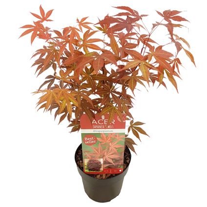 Acer Atropurpureum - Japanse Esdoorn - ⌀15 cm - ↕35-45 cm