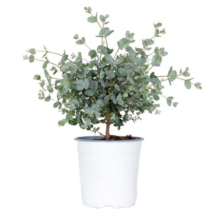 Eucalyptus gunnii - Gomboom - ⌀14 cm - ↕25-35 cm
