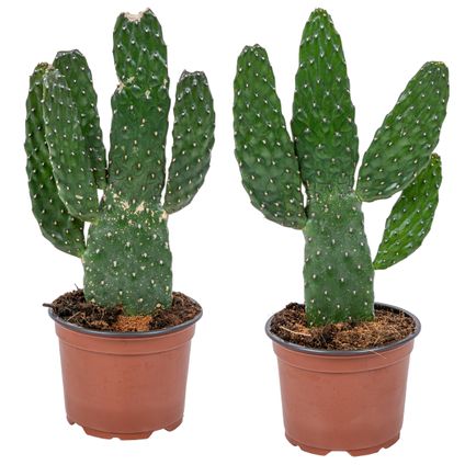 2x Opuntia 'Rubescens'  Road Kill Cactus - ⌀12 cm - ↕30 cm