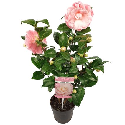Camellia 'Nuccio's Cameo' – Japanse roos - Roze - Heester