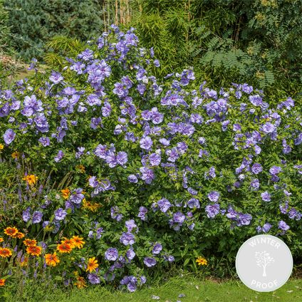 Hibiscus Blue Chiffon – Altheastruik – ⌀9 cm - ↕20-25 cm