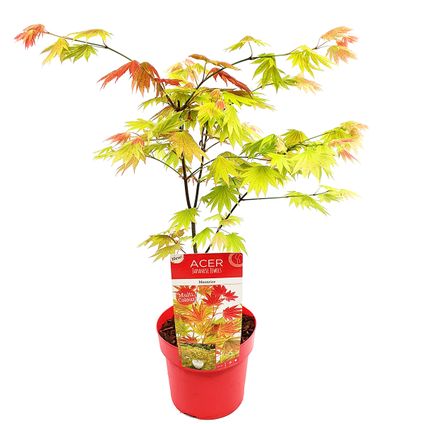 Acer shirasawanum 'Moonrise' - Japanse Esdoorn - ⌀19 cm - ↕40-50 cm
