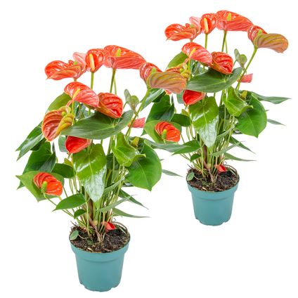 2x Anthurium Oranje – Flamingoplant - ⌀14 cm - ↕45-55 cm
