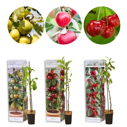 R Lyrisch Voorgevoel 3x Mini Fruit Mix – Fruitbomen – ⌀9 cm - ↕30-35 cm