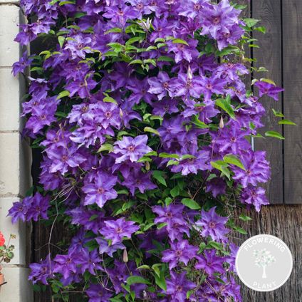 Clematis The President – Paarse Klimplant - ⌀15 cm - ↕60-70 cm