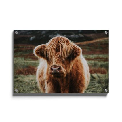 Walljar - Plexiglas / 150 x 225 cm- Schotse Hooglander